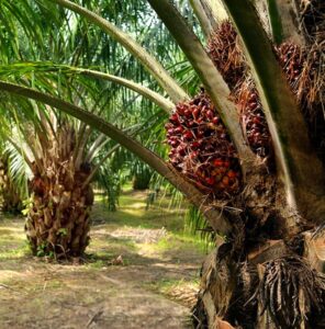 palm oil plantation fruit bunches two column shutterstock
