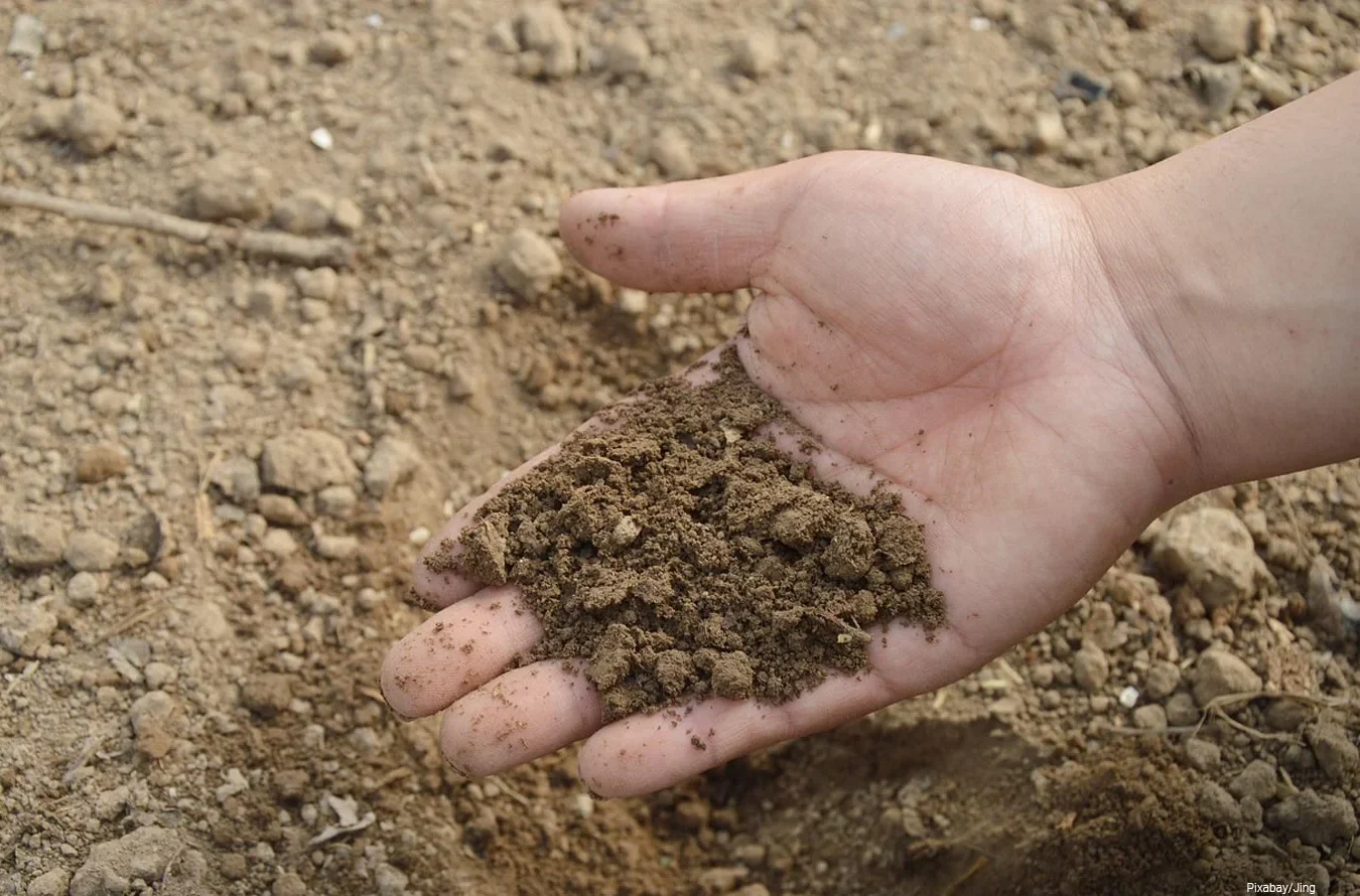 improving sandy soil choosing a soil amendment min e1774429533126.webp