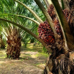 palm oil plantation fruit bunches two column shutterstock e1774959831935.jpg