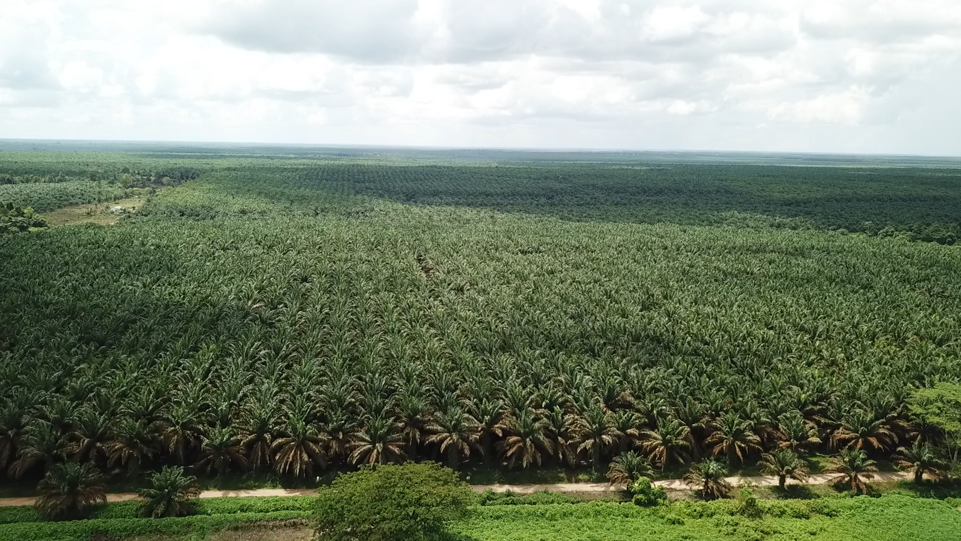 sawit perkebunan.png