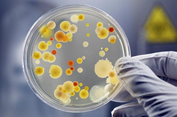 bacteria e1775104719544.jpg